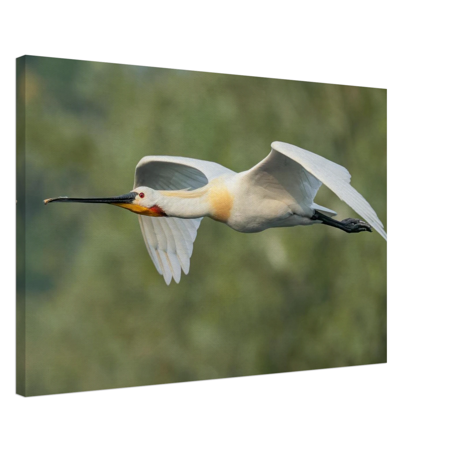 Wandbild eleganter loeffler im flug naturfotografie fuer ihr zuhause in vielen groessen