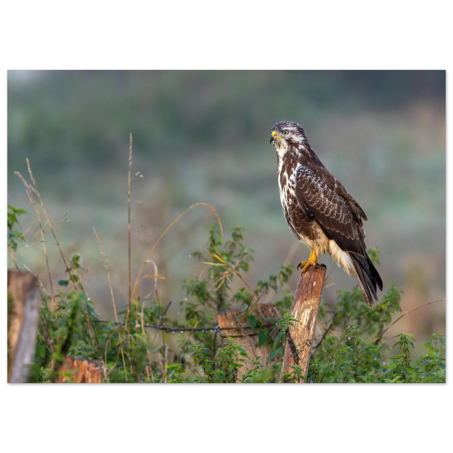 Wandbild majestaetischer bussard einblick in die wildnis auf hochglanz leinwand