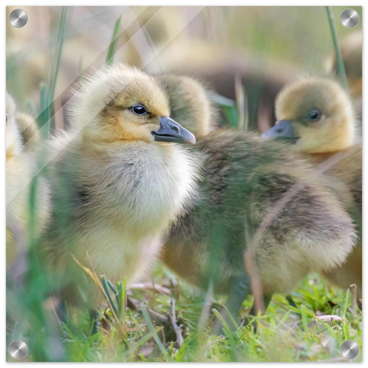 Wandbild kueken in zartgruen und gold suesse baby gans kunst in vielen groessen