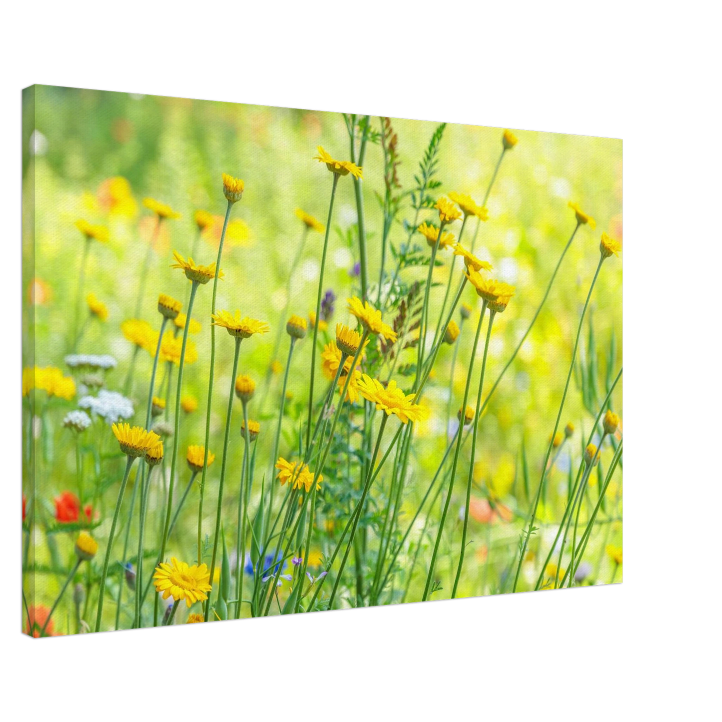 Wandbild sunshine meadow lebendiger blumen druck in verschiedenen groessen