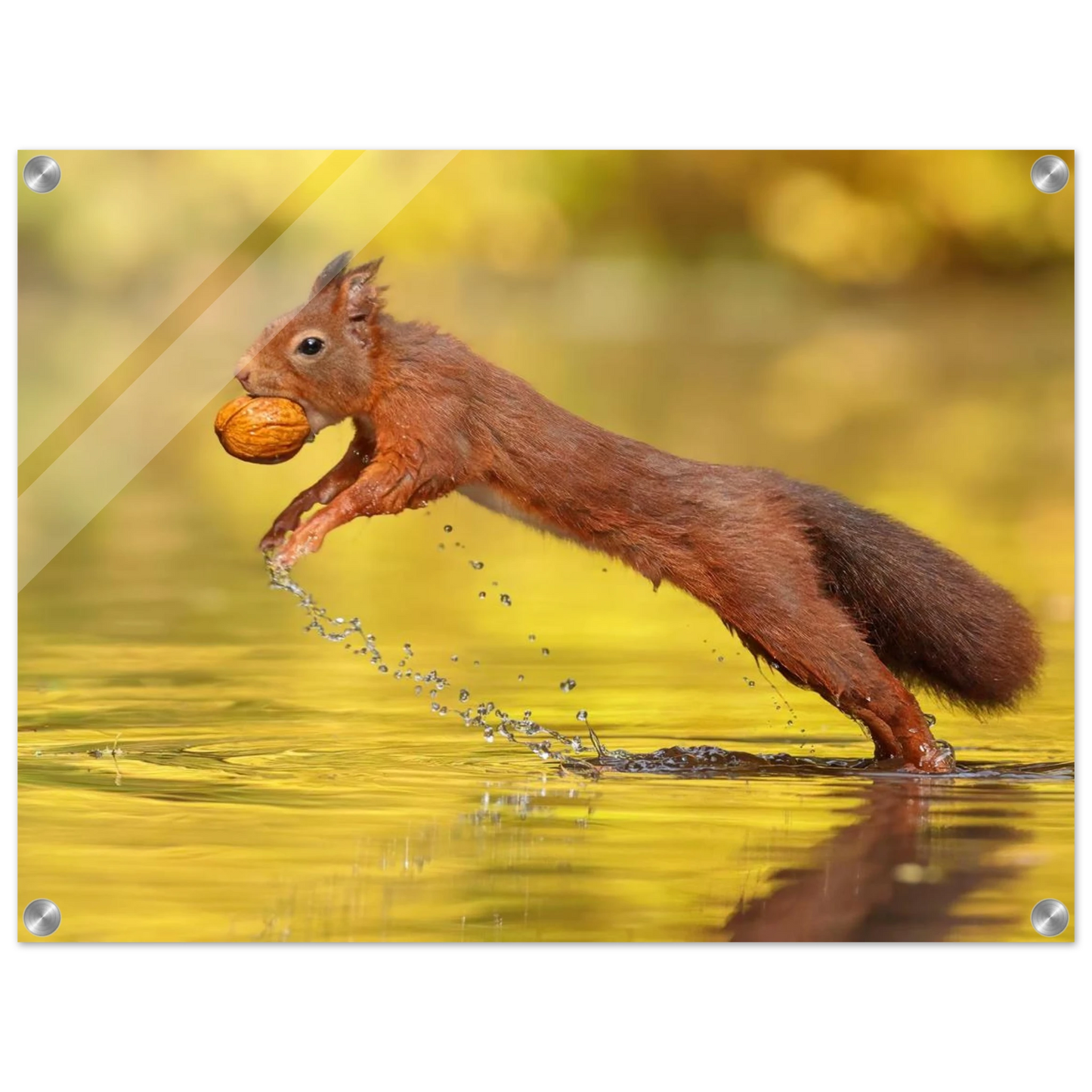 Wandbild eichhoernchen dynamische eichhoernchen kunst in lebhaften herbsttoenen