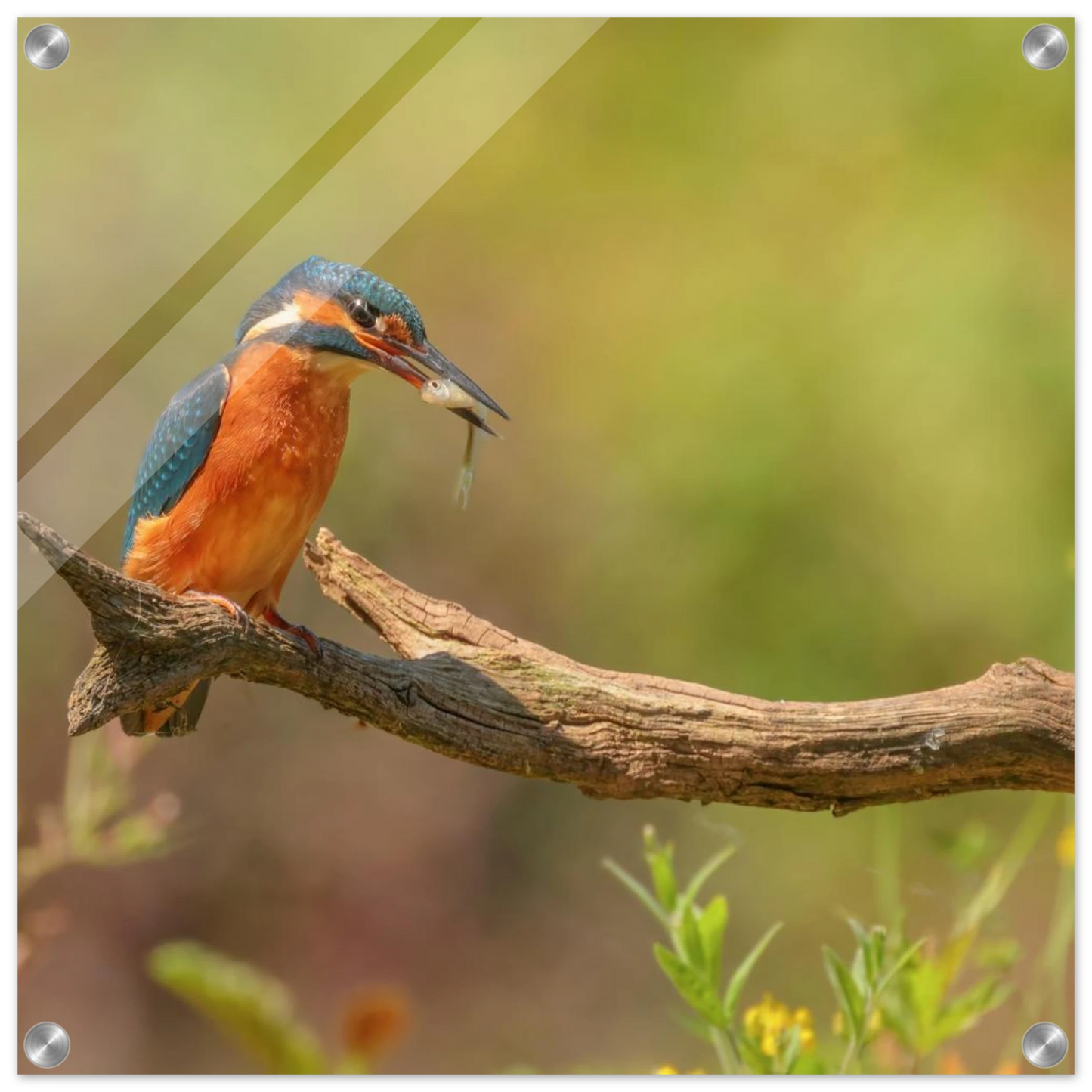 Wandbild eisvogel farbpracht leuchtende naturkunst fuer ihr zuhause in vielen groessen