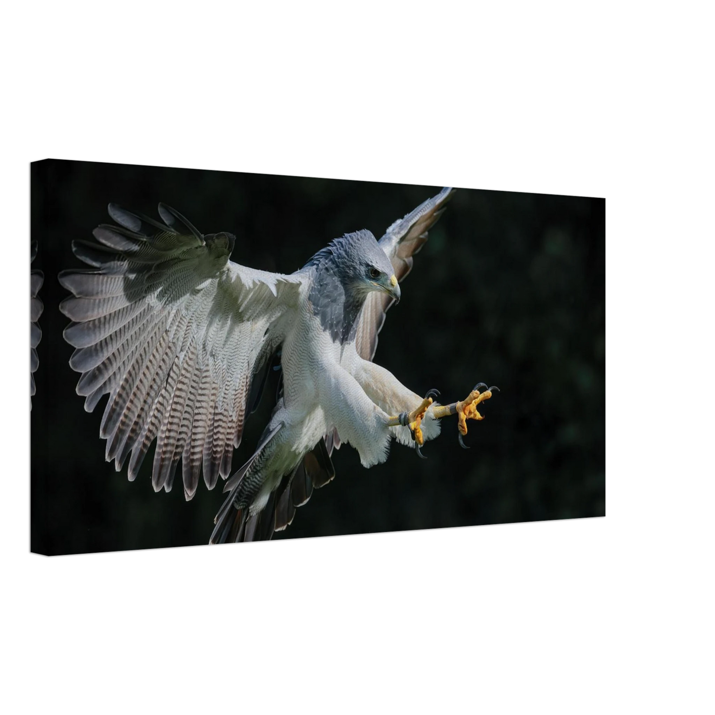 Wandbild majestaetischer schwarzbrustbussard im flug atemberaubende tierfotografie fuer ihr zuhause