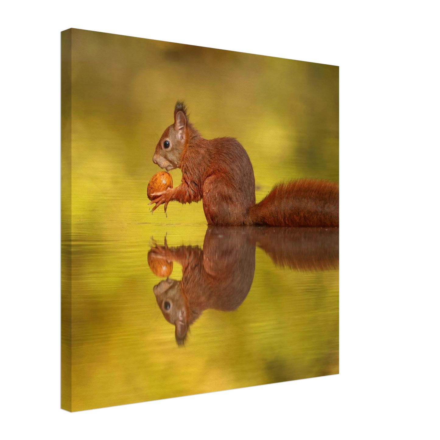 Wandbild eichhoernchen im goldenen herbstlicht lebendige tierfotografie fuer ihre wand
