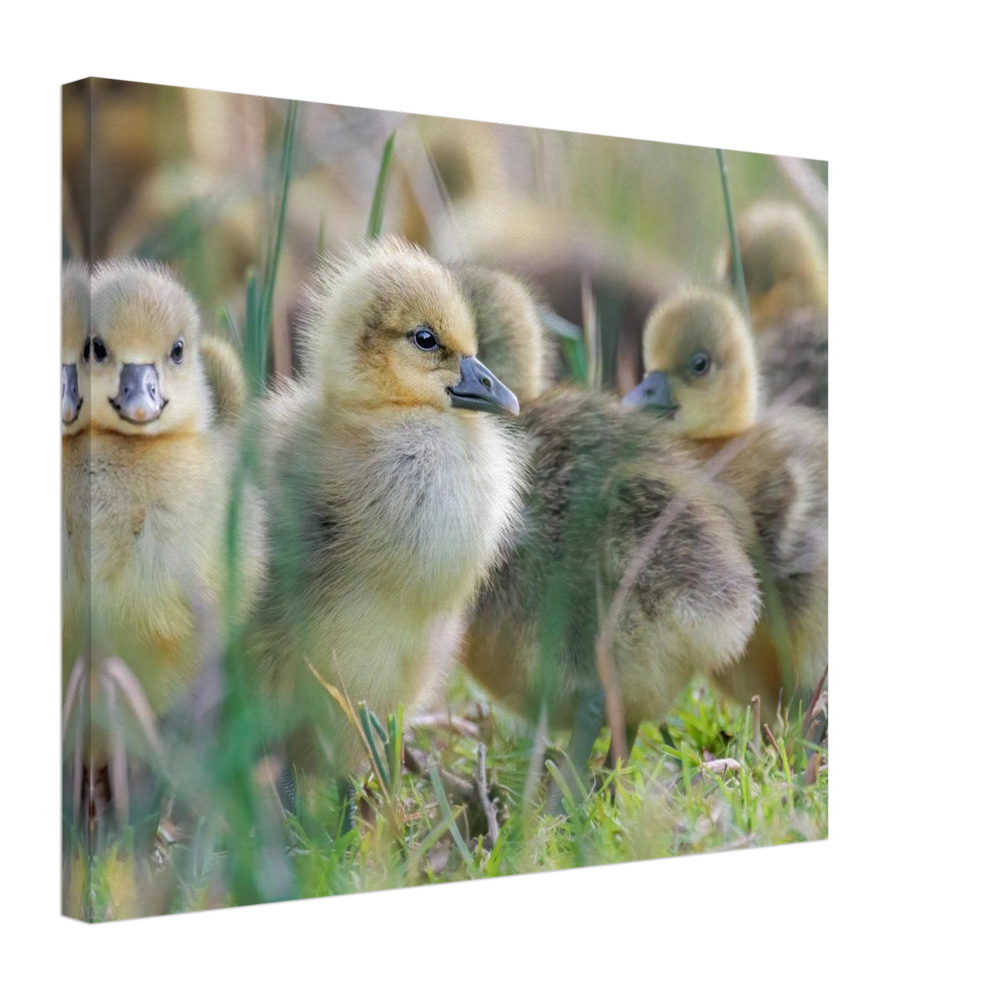 Wandbild kueken in zartgruen und gold suesse baby gans kunst in vielen groessen