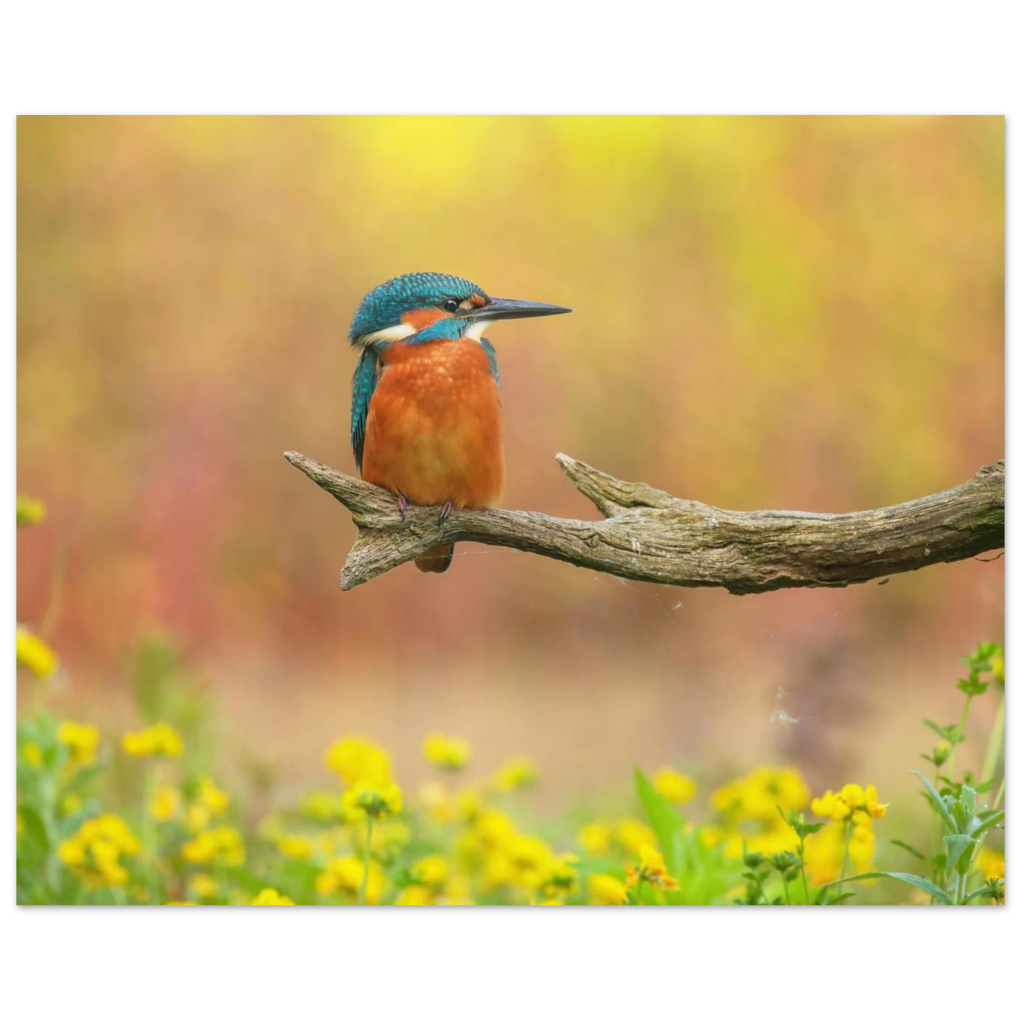 Wandbild eisvogel lebendige naturkunst fuer ihr zuhause in ihrer wunschgroesse