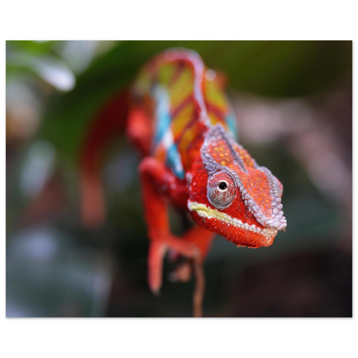 Wandbild faszinierendes chamaeleon portraet lebendige tierkunst fuer ihr zuhause in ihrer wunschgroesse