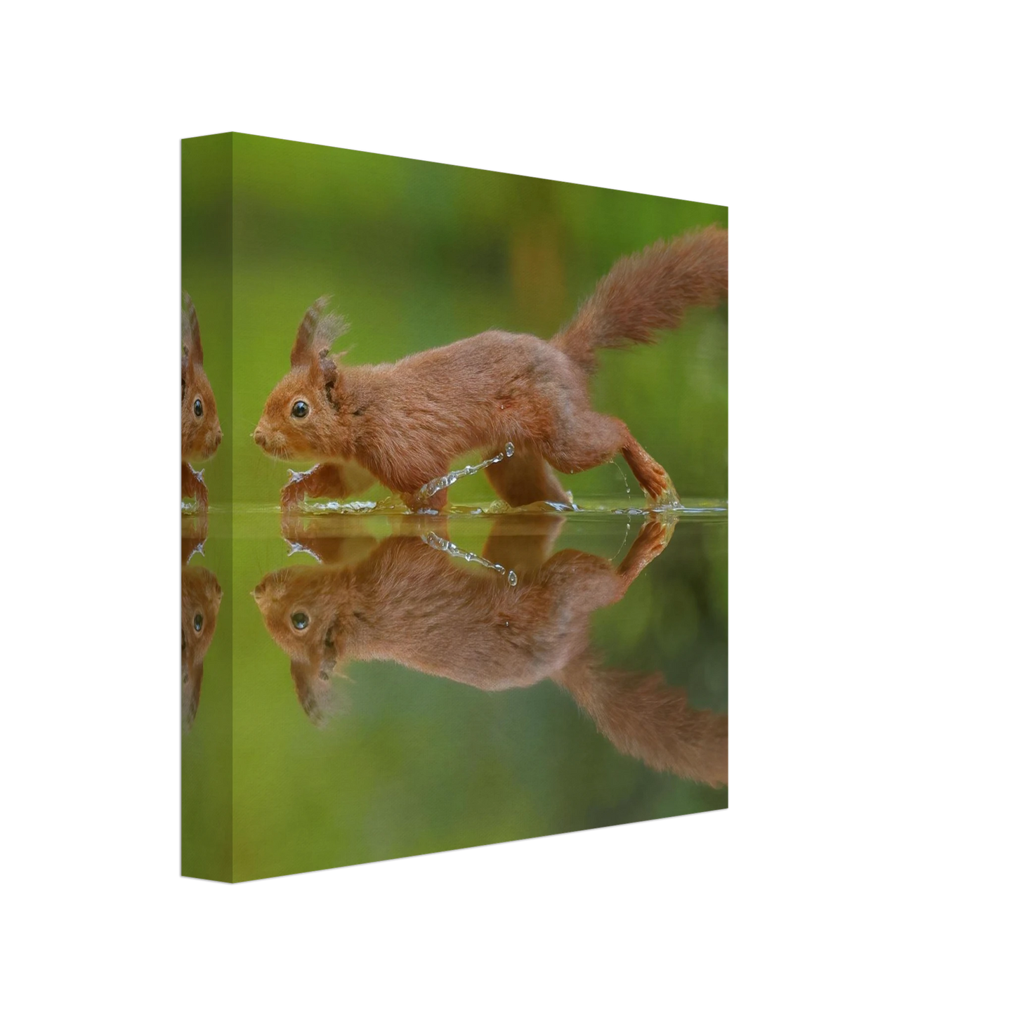 Wandbild eichhoernchen tanz eichhoernchen kunst fuer zuhause in ihrer wunschgroesse