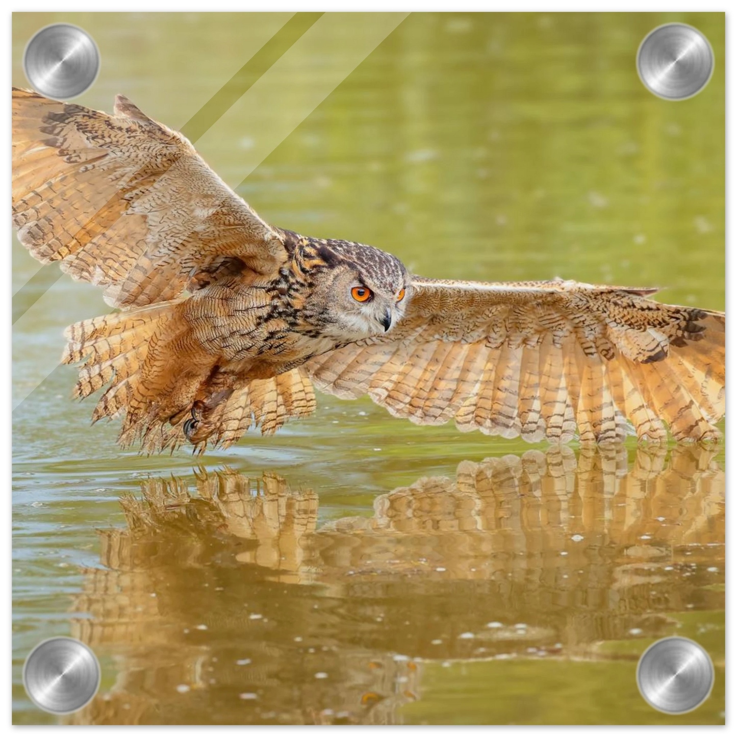 Wandbild majestaetischer uhu im jagdflug atemberaubende wildtierkunst in verschiedenen groessen