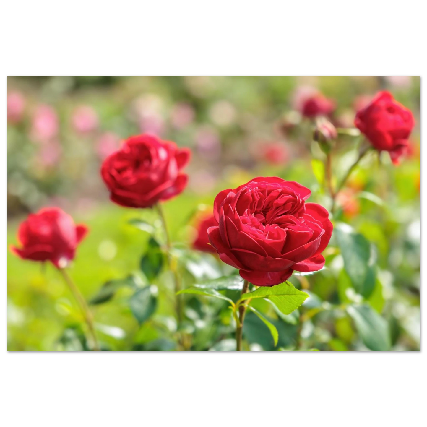 Wandbild rote rosen lebendige bluetenpracht fuer ihr zuhause in ihrer wunschgroesse