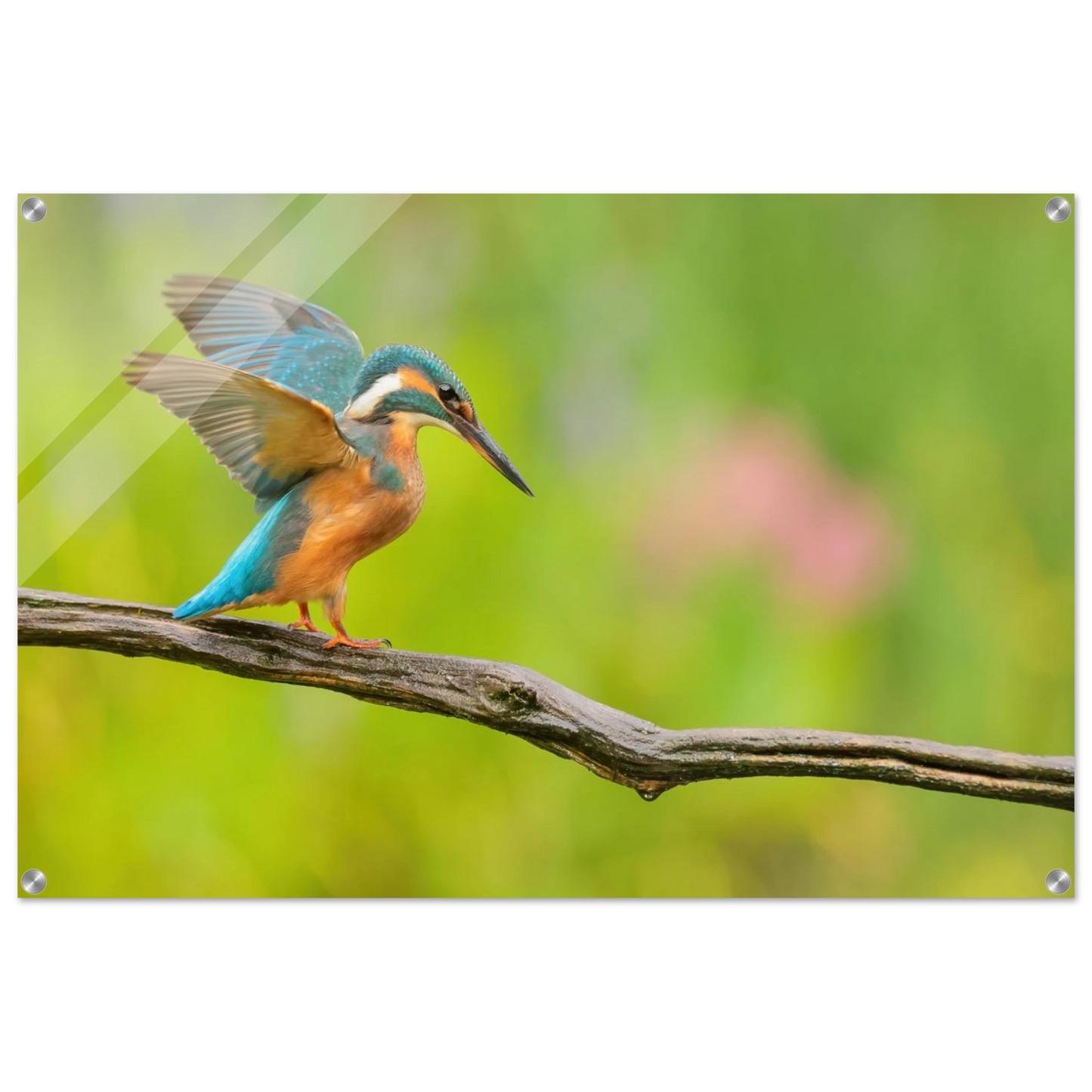 Wandbild eisvogel leuchtende federpracht auf natuerlichem ast in ihrer wunschgroesse