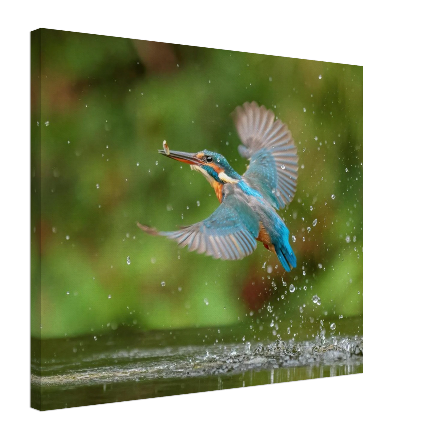 Wandbild eisvogel lebendige tierfotografie mit lebhaften blautoenen