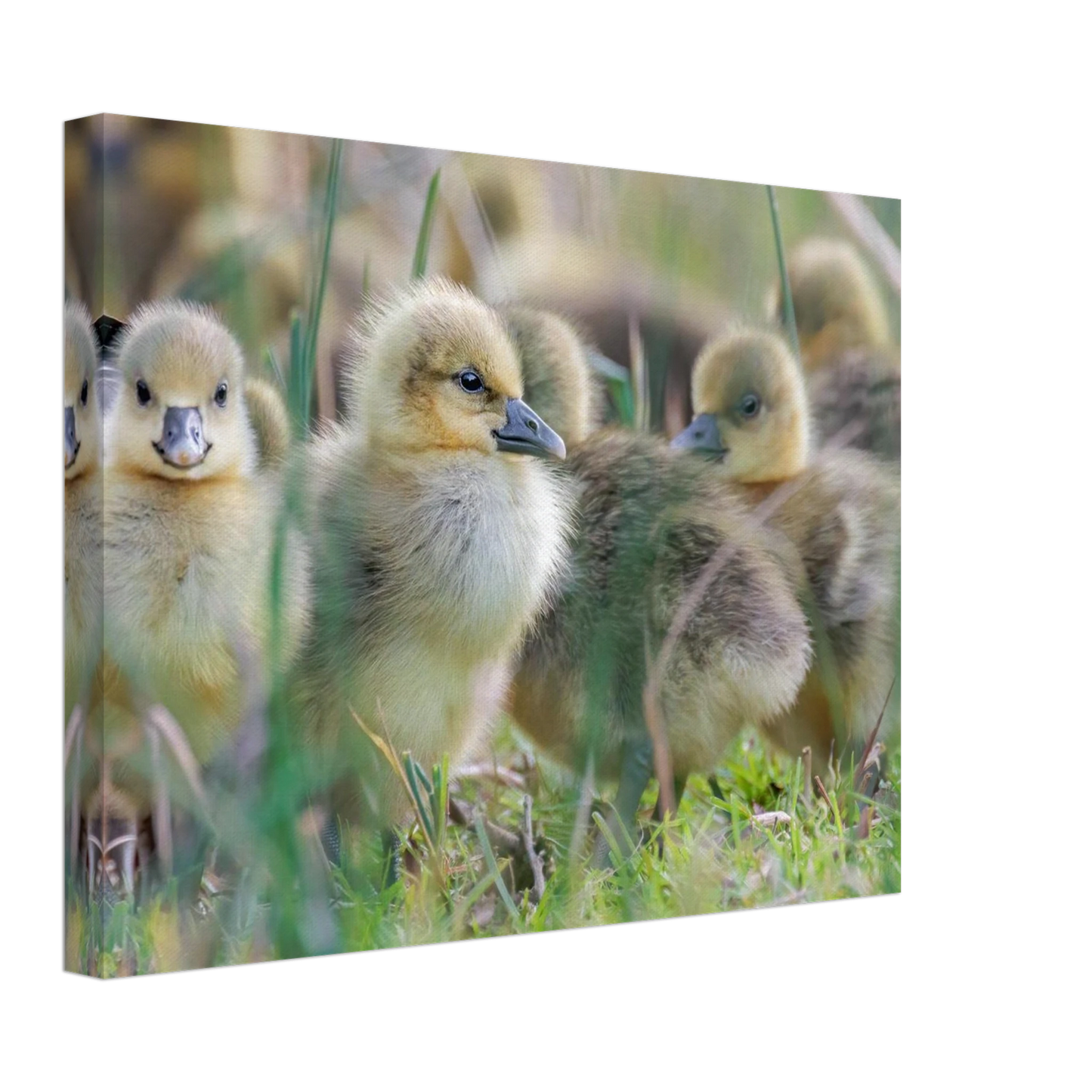 Wandbild kueken in zartgruen und gold suesse baby gans kunst in vielen groessen