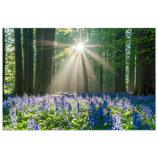 Wandbild bezaubernder wald mit sonnenstrahlen und lila bluetenmeer dein stueck natur