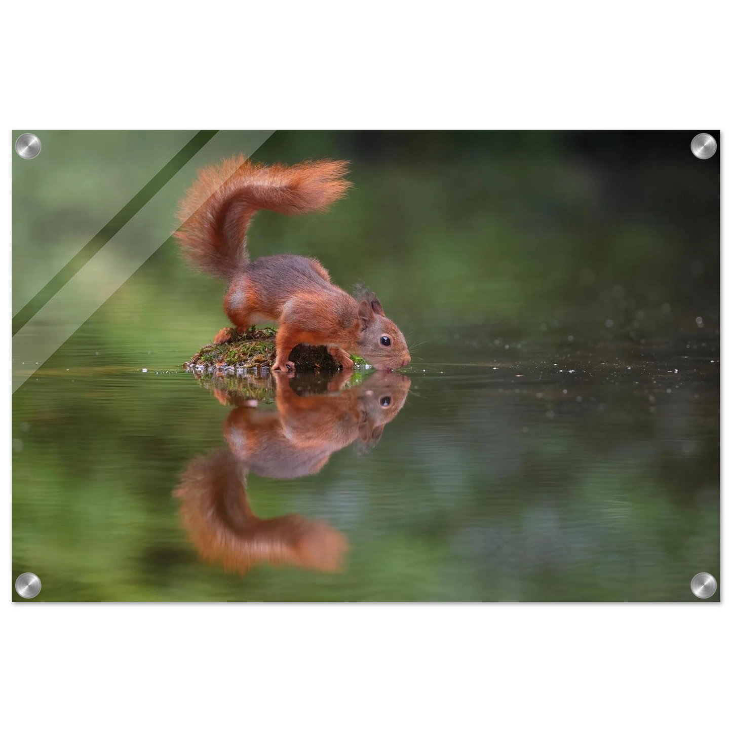 Wandbild durstiges eichhoernchen eine ruhige reflexion in der natur erhaeltlich in vielen groessen