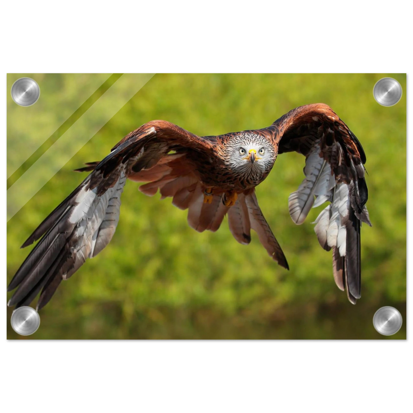 Wandbild majestaetischer rotmilan im flug atemberaubende tierfotografie fuer ihr zuhause erhaeltlich in zahlreichen groessen