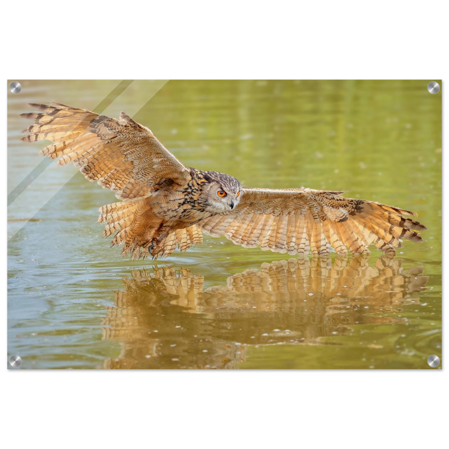 Wandbild majestaetischer uhu im jagdflug atemberaubende wildtierkunst in verschiedenen groessen
