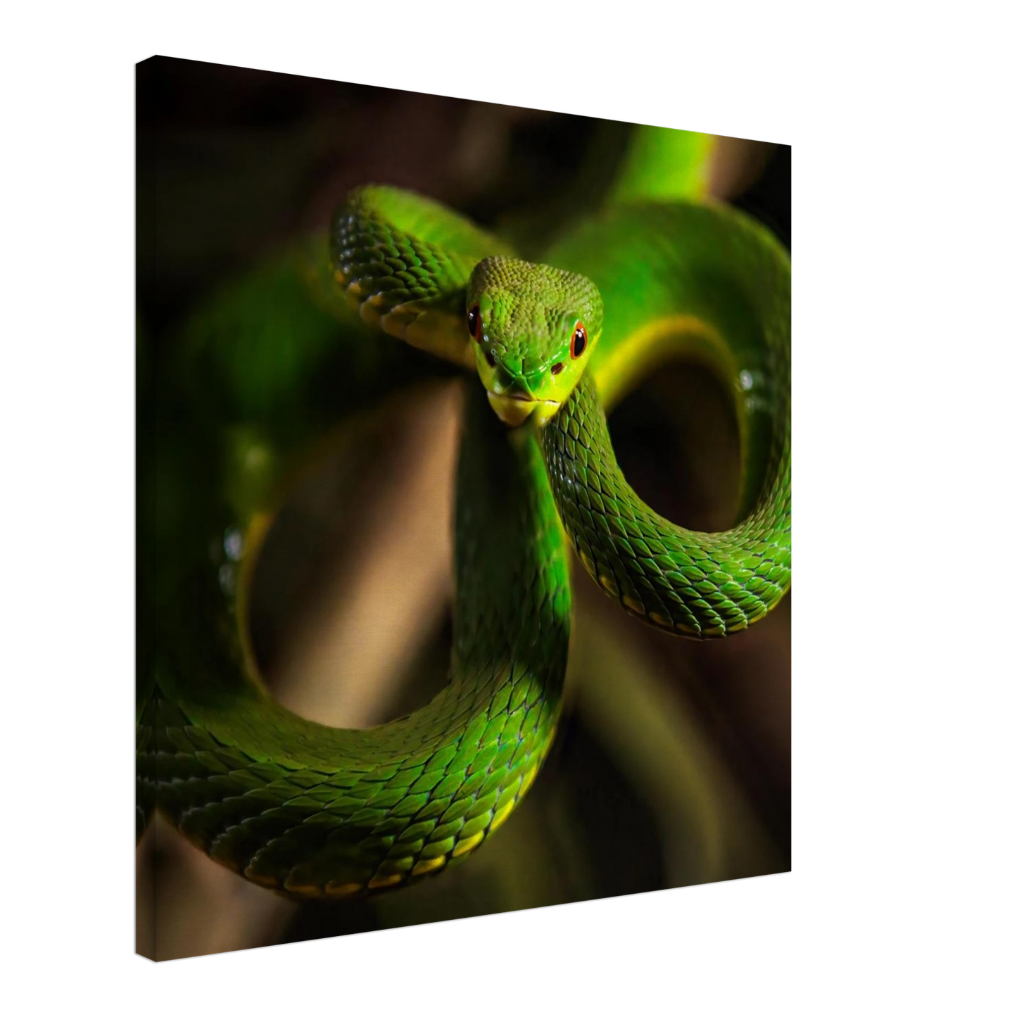 Wandbild der gruene baumviper ein hypnotischer blick in verschiedenen groessen