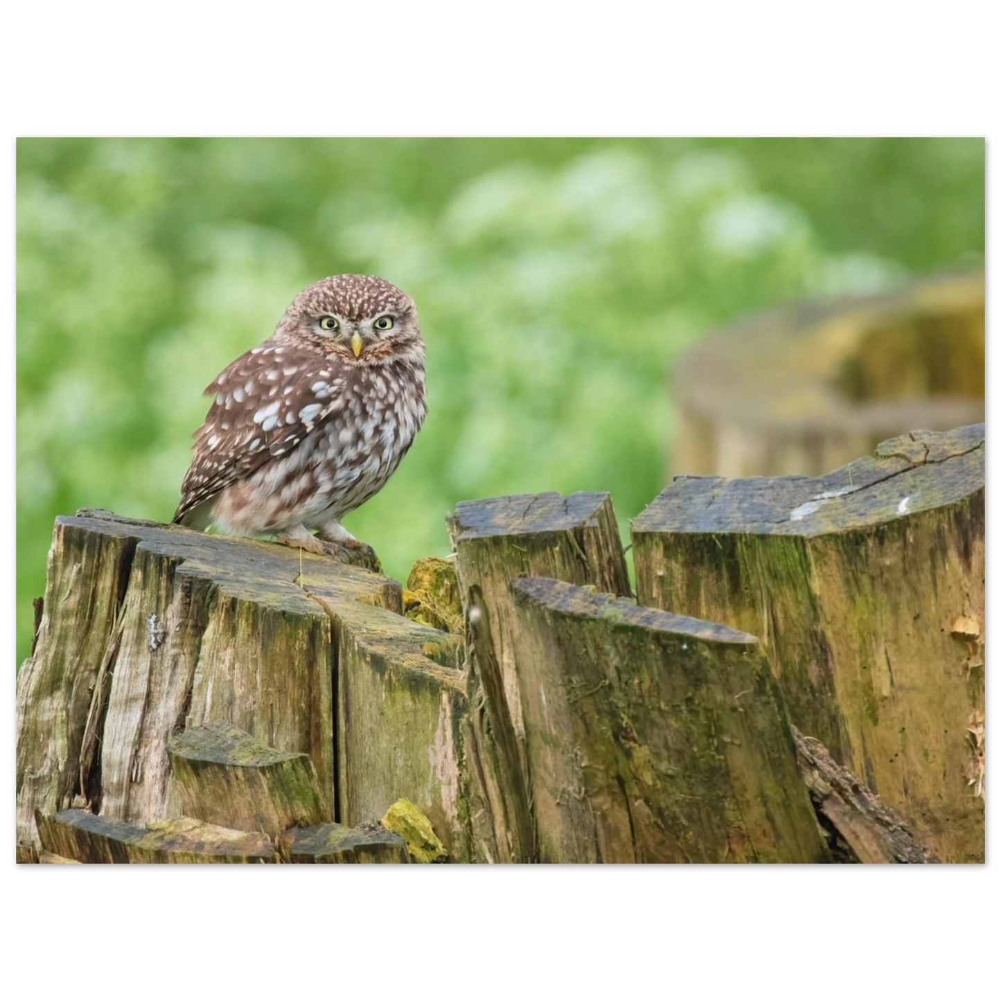 Wandbild mystische kleine eule faszinierendes kunstwerk fuer natur und tierliebhaber in vielen groessen