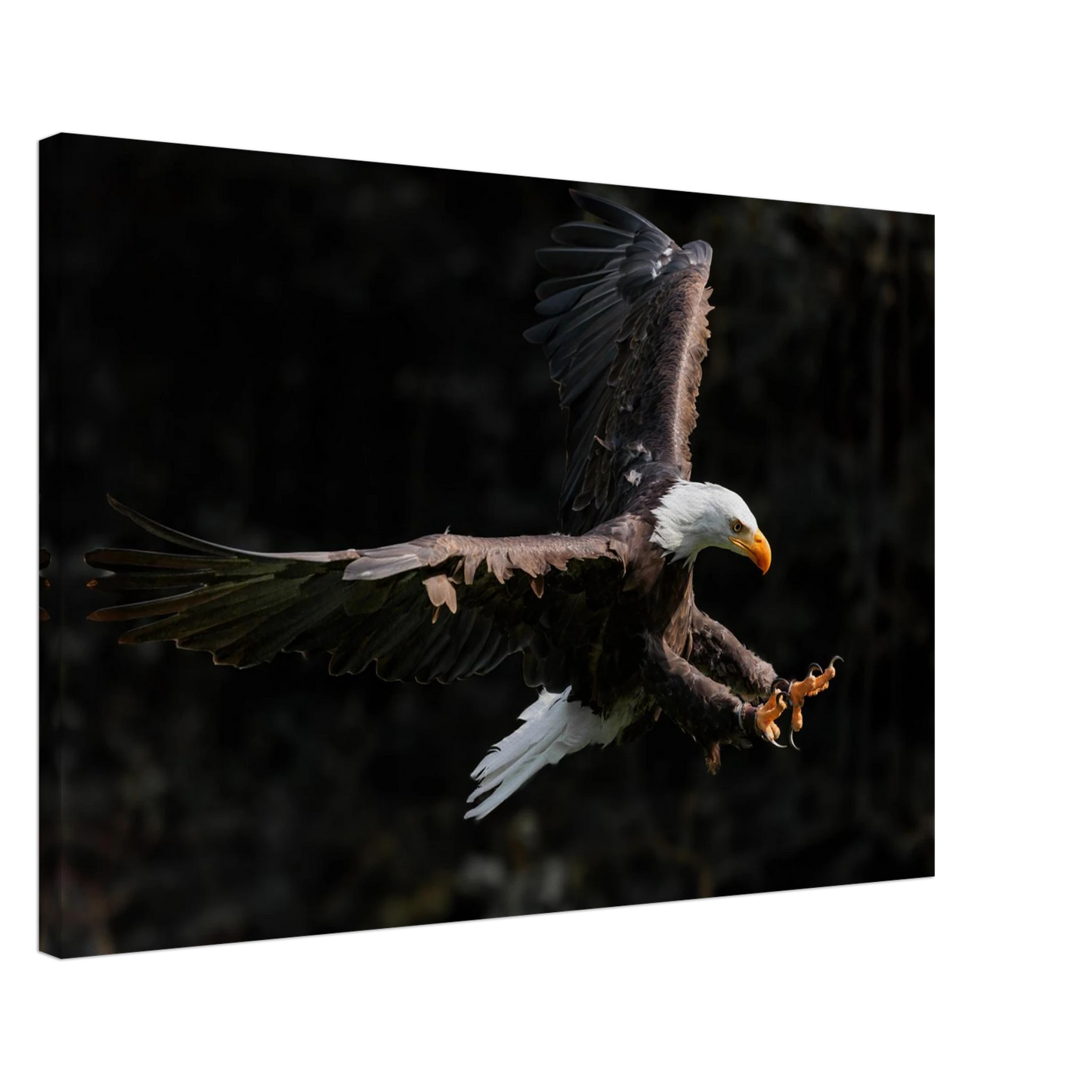 Wandbild majestaetischer weisskopfseeadler im flug freiheit staerke in ihrer wunschgroesse