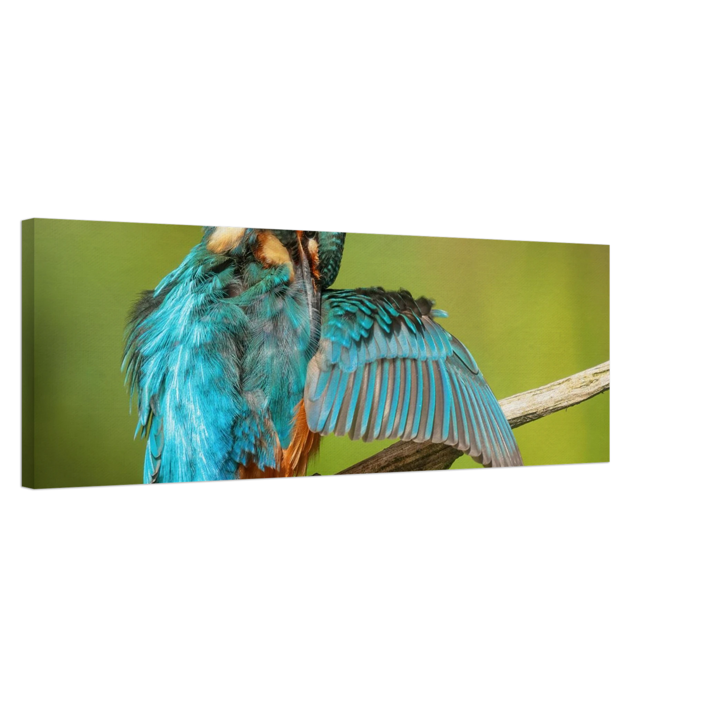 Wandbild eisvogel lebendige farbenpracht der natur auf leinwand