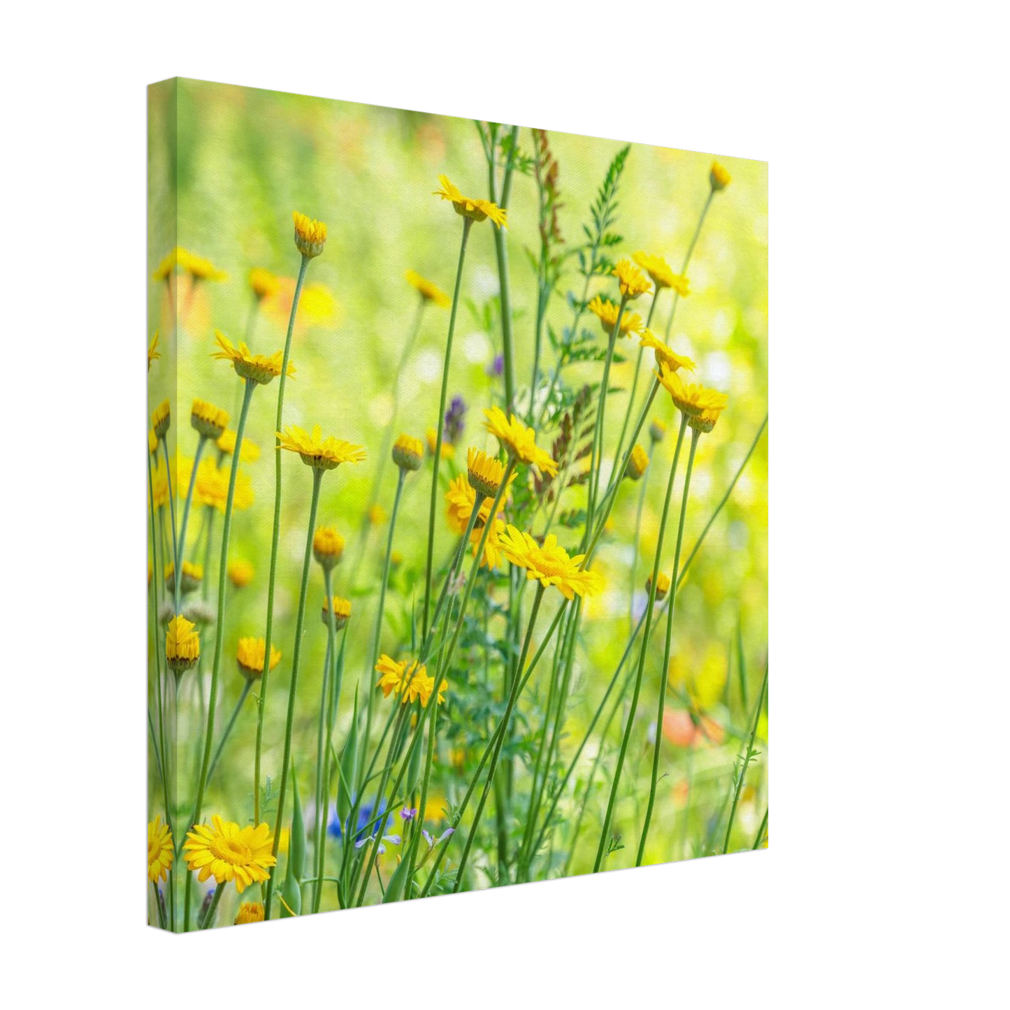 Wandbild sunshine meadow lebendiger blumen druck in verschiedenen groessen