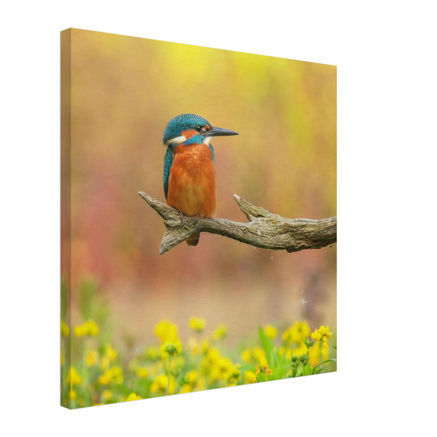 Wandbild eisvogel lebendige naturkunst fuer ihr zuhause in ihrer wunschgroesse