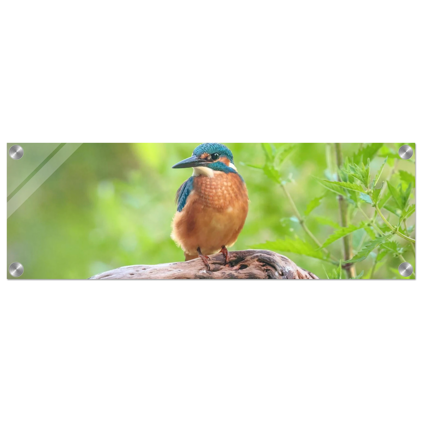 Wandbild eisvogel lebendige naturkunst fuer ihr zuhause in ihrer wunschgroesse 2