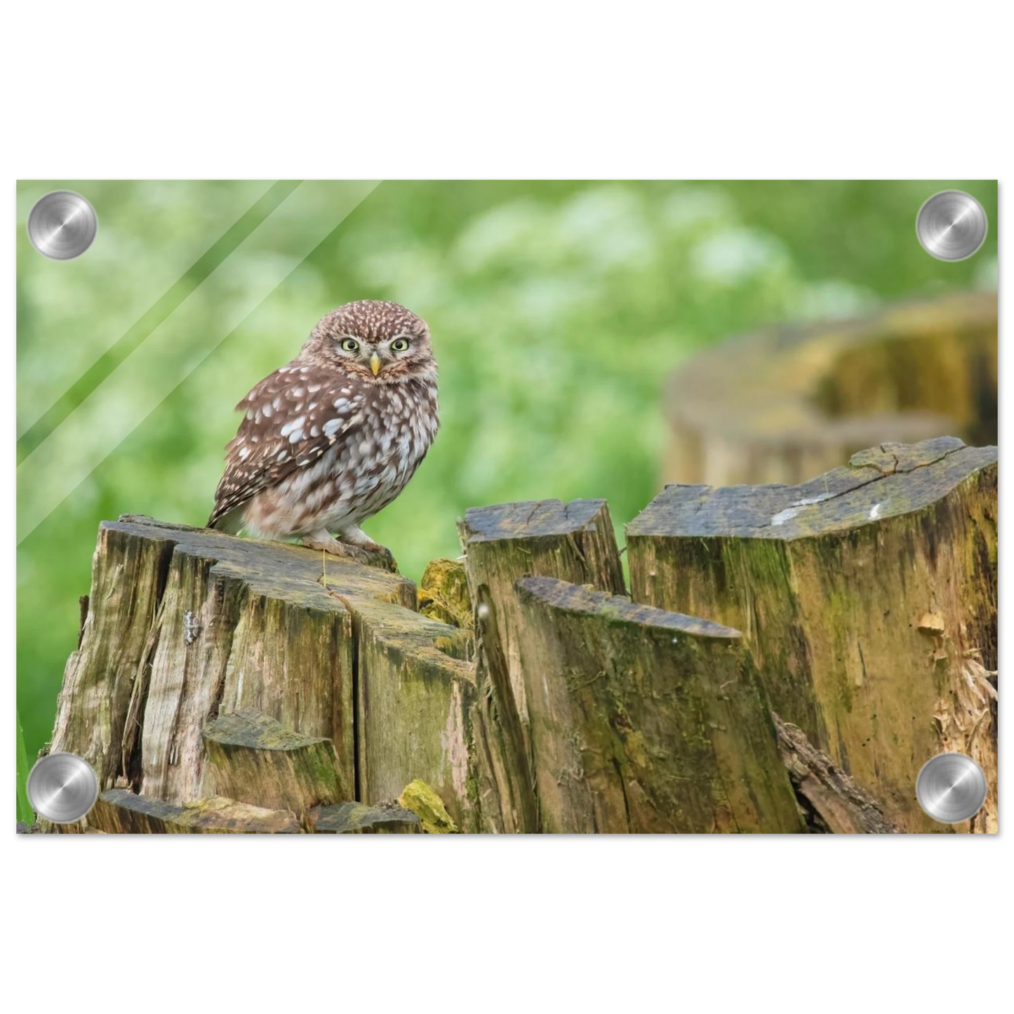 Wandbild mystische kleine eule faszinierendes kunstwerk fuer natur und tierliebhaber in vielen groessen