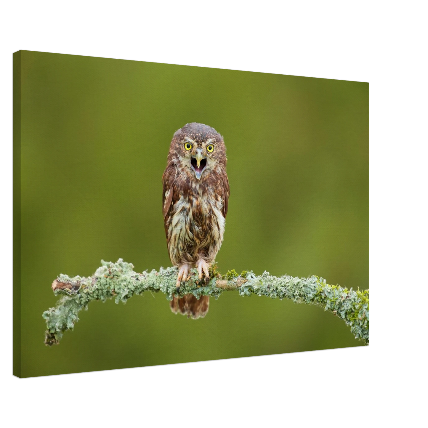 Wandbild rufer der wildnis faszinierendes eulen portraet mit leuchtenden augen fuer ihr zuhause
