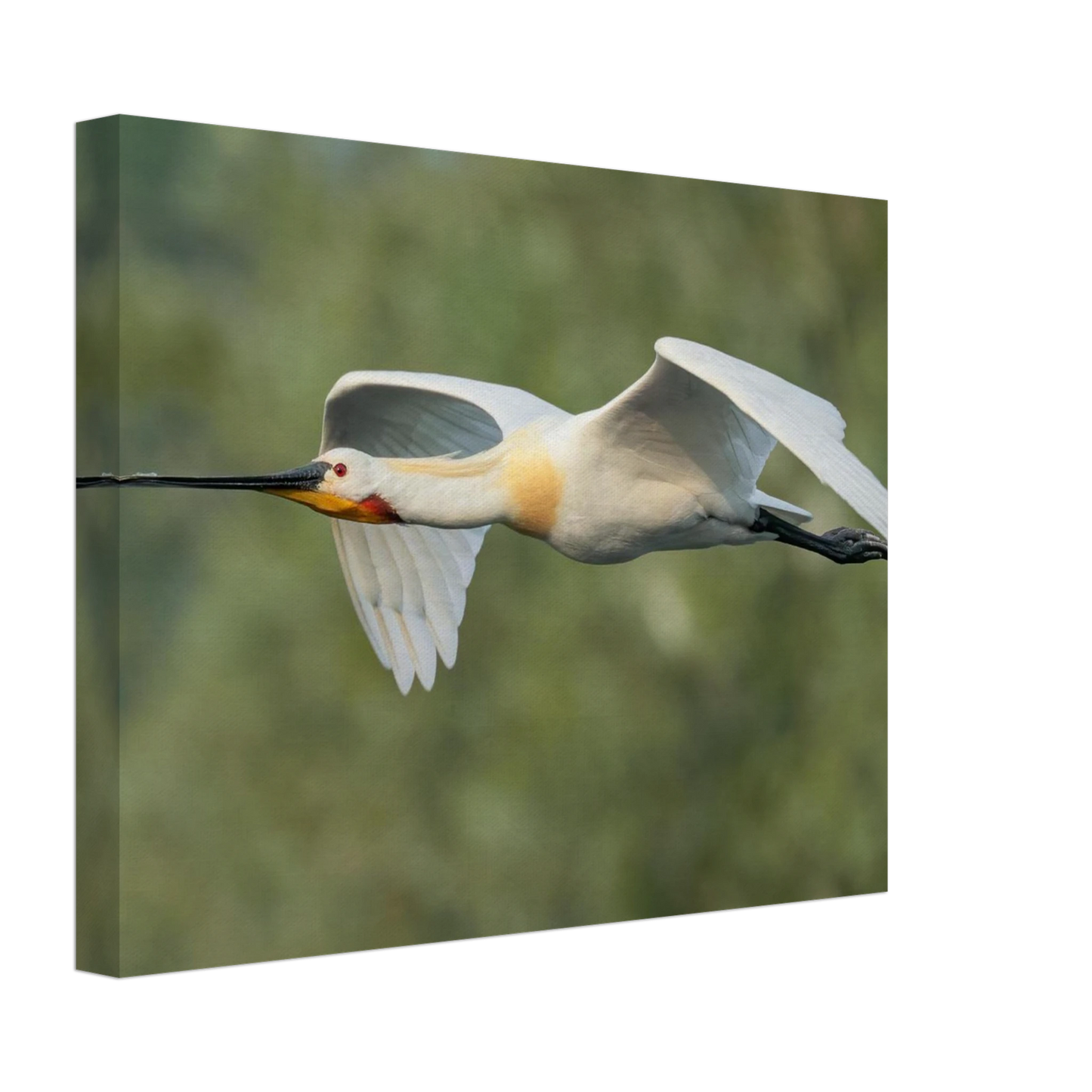 Wandbild eleganter loeffler im flug naturfotografie fuer ihr zuhause in vielen groessen