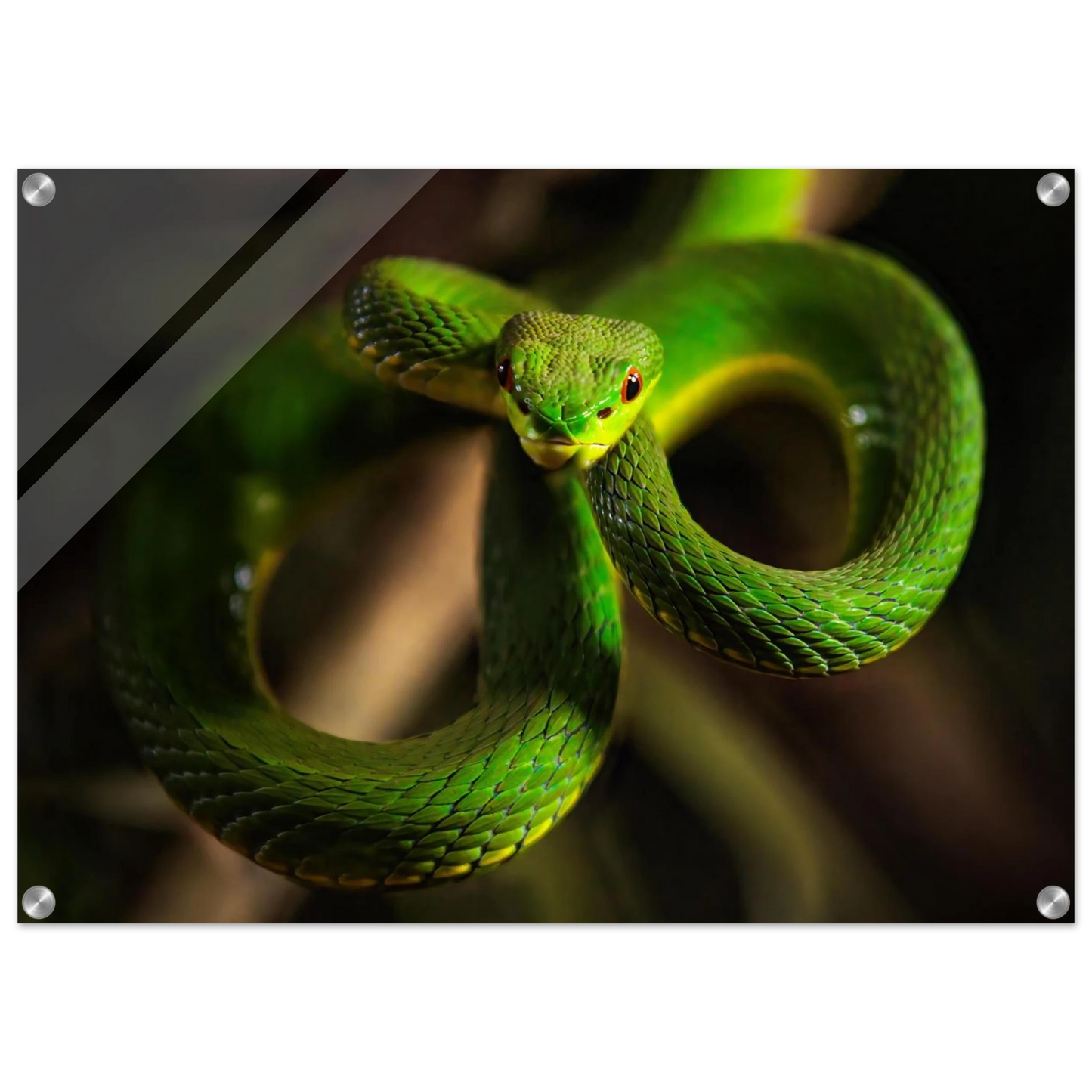 Wandbild der gruene baumviper ein hypnotischer blick in verschiedenen groessen