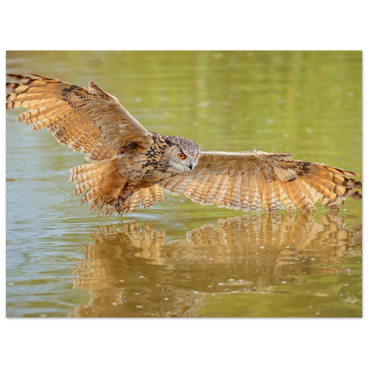 Wandbild majestaetischer uhu im jagdflug atemberaubende wildtierkunst in verschiedenen groessen