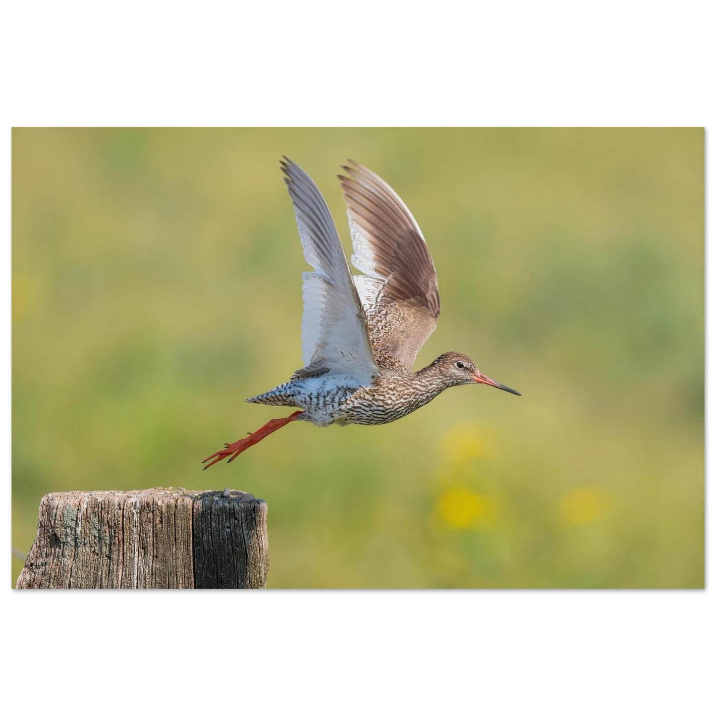Wandbild der flug des rotschenkels dynamische tierkunst fuer ihr zuhause in vielen groessen erhaeltlich