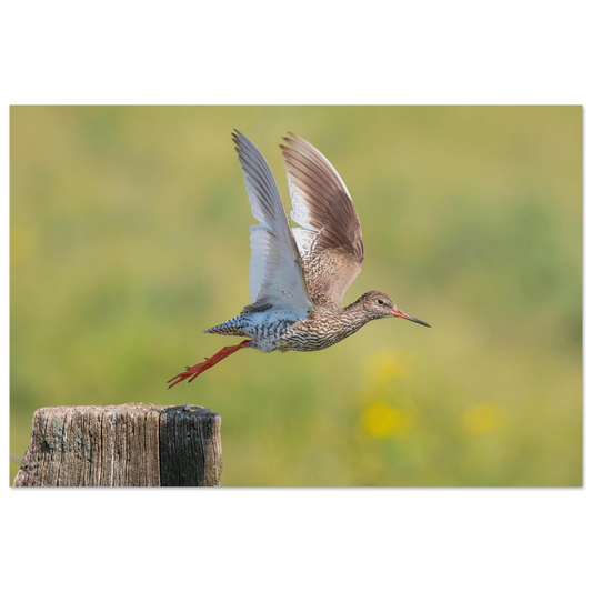 Wandbild der flug des rotschenkels dynamische tierkunst fuer ihr zuhause in vielen groessen erhaeltlich