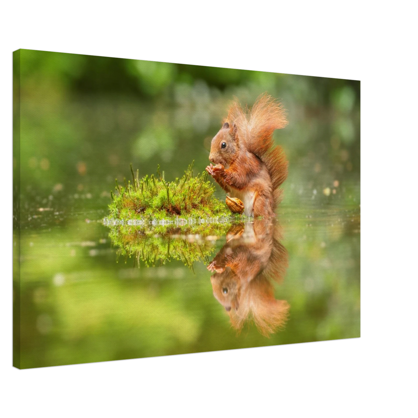 Wandbild bezauberndes eichhoernchen mit nuss ein spiegelbild der natur