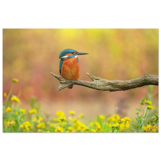 Wandbild eisvogel lebendige naturkunst fuer ihr zuhause in ihrer wunschgroesse