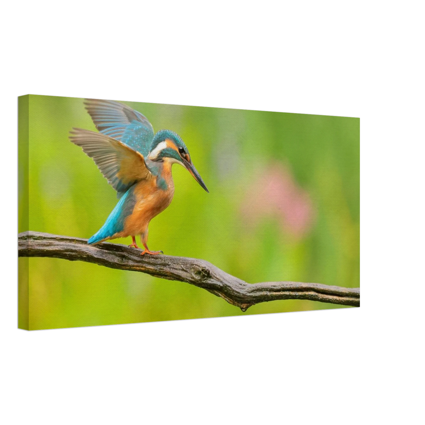Wandbild eisvogel leuchtende federpracht auf natuerlichem ast in ihrer wunschgroesse