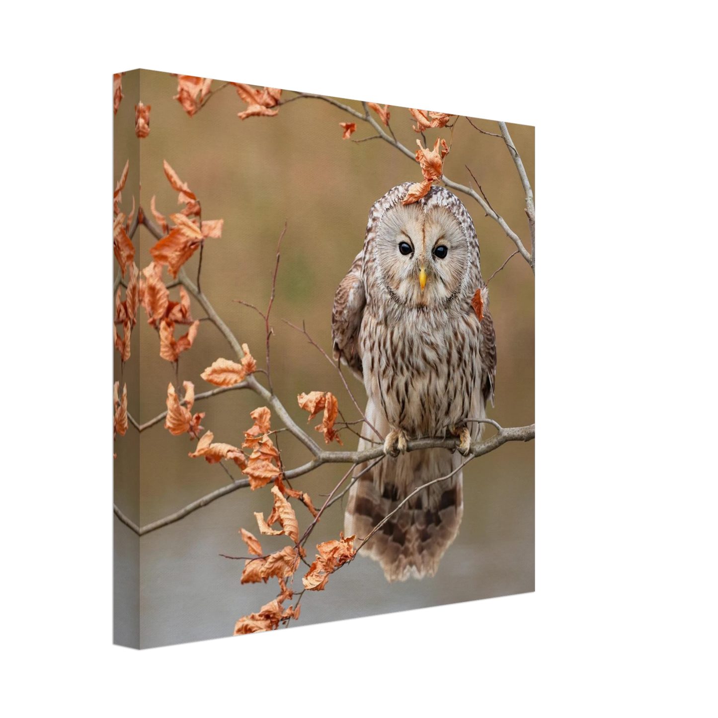 Wandbild majestaetische eule im herbstlaub einblick in die wildnis in verschiedenen groessen