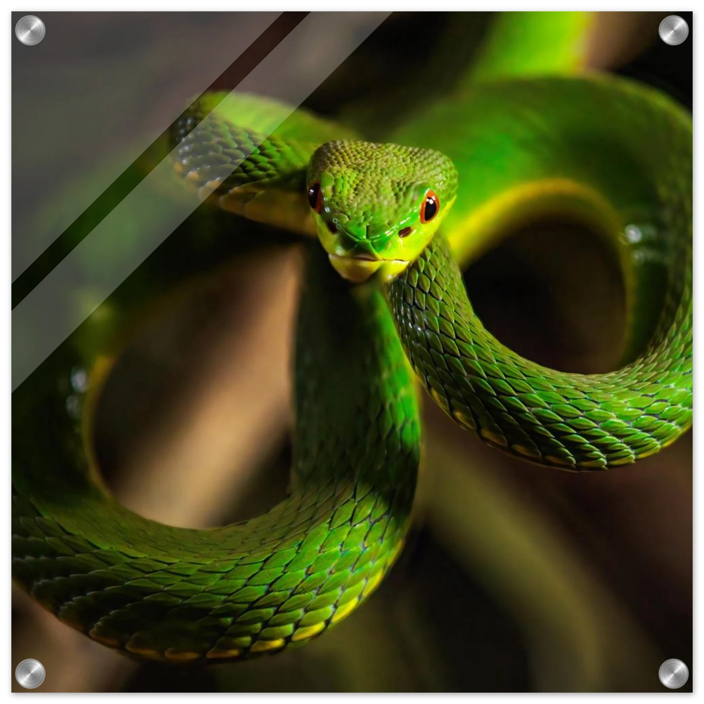 Wandbild der gruene baumviper ein hypnotischer blick in verschiedenen groessen