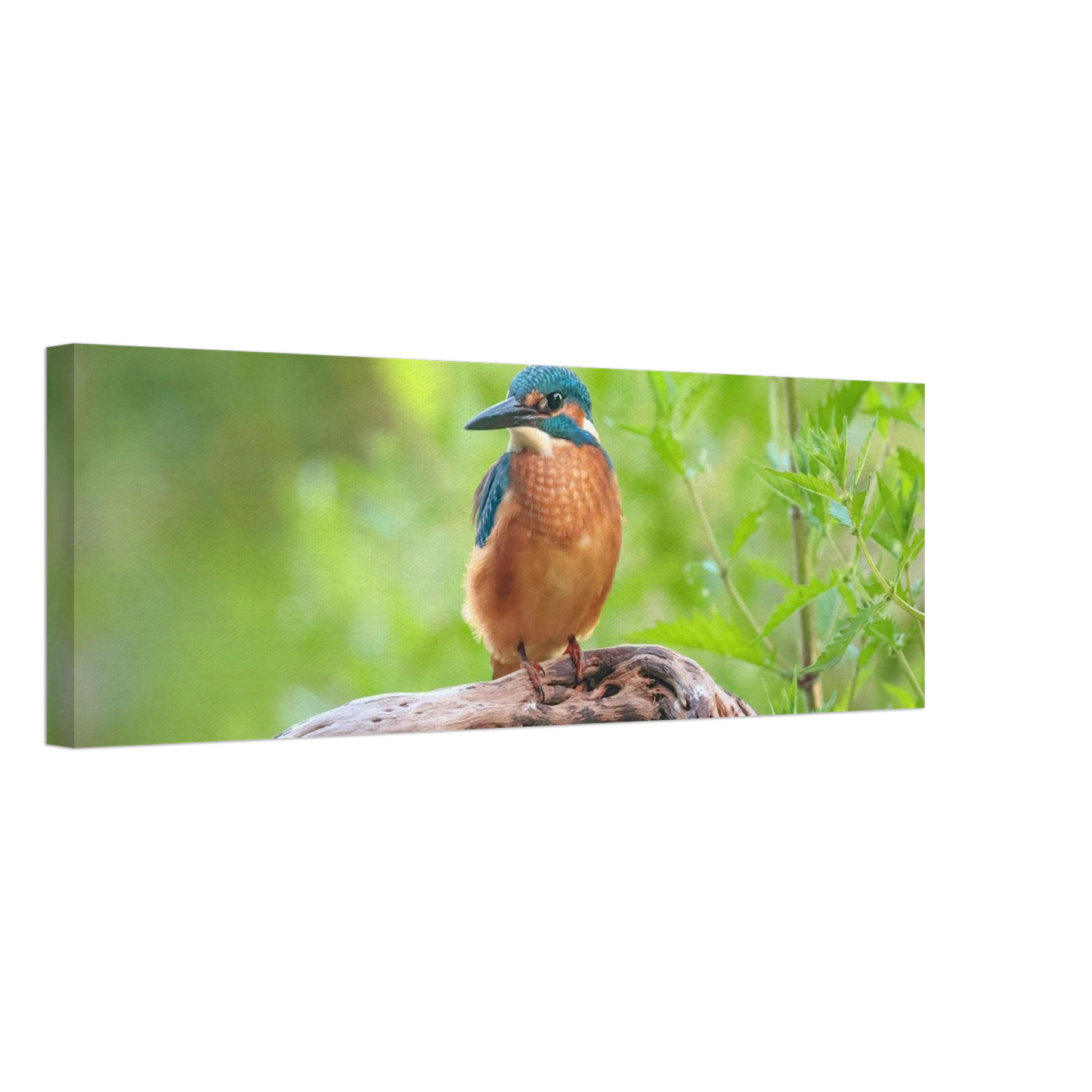 Wandbild eisvogel lebendige naturkunst fuer ihr zuhause in ihrer wunschgroesse 2
