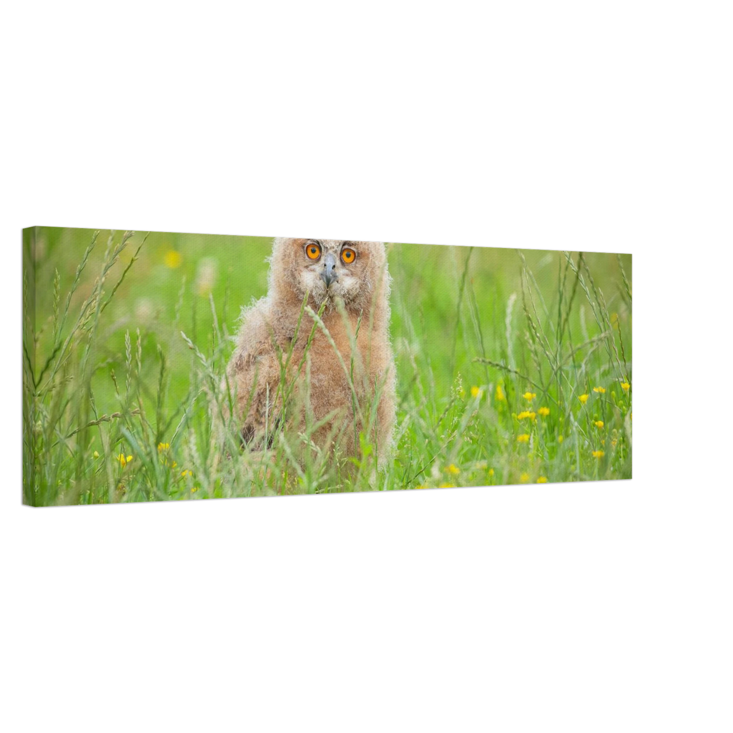 Wandbild junges eulenkueken im gras ein bezaubernder anblick fuer ihr zuhause in vielen groessen