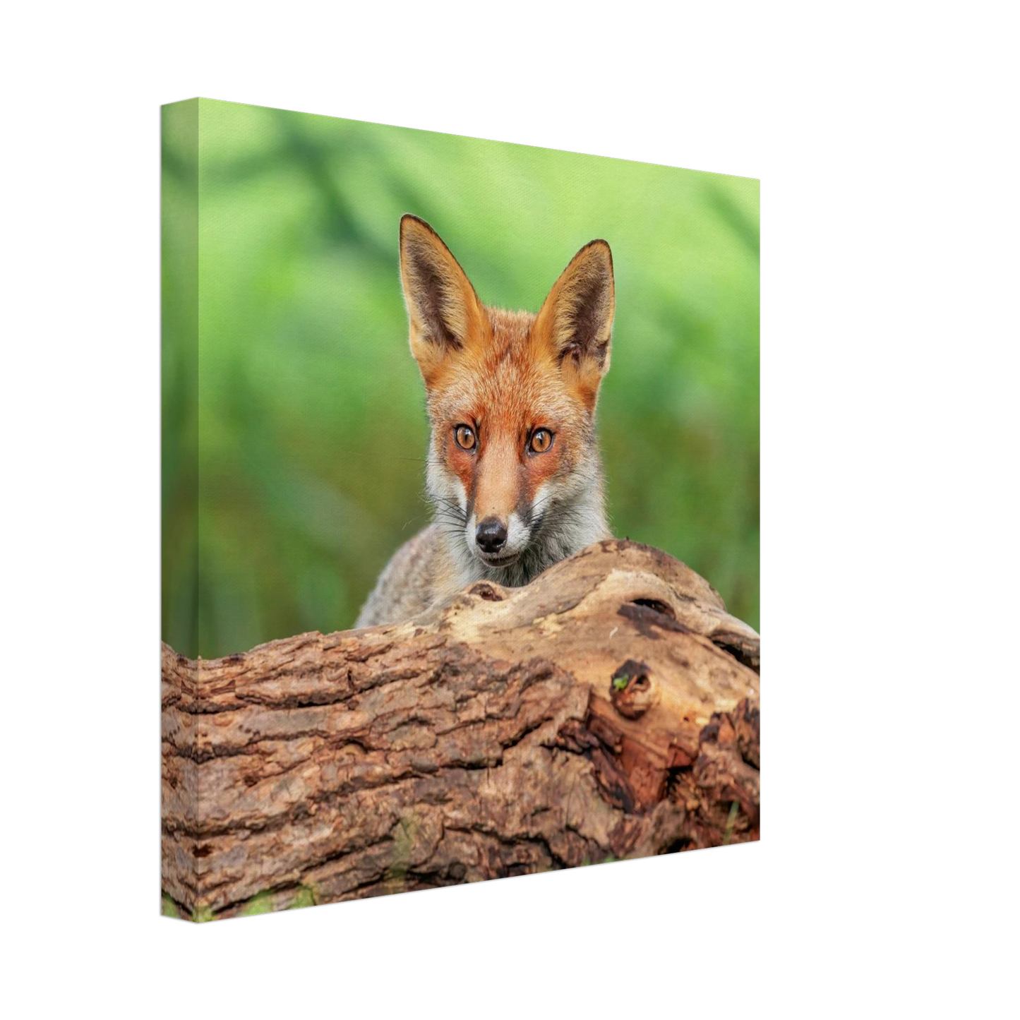 Wandbild fuchs im versteck einzigartige naturkunst fuer ihr zuhause