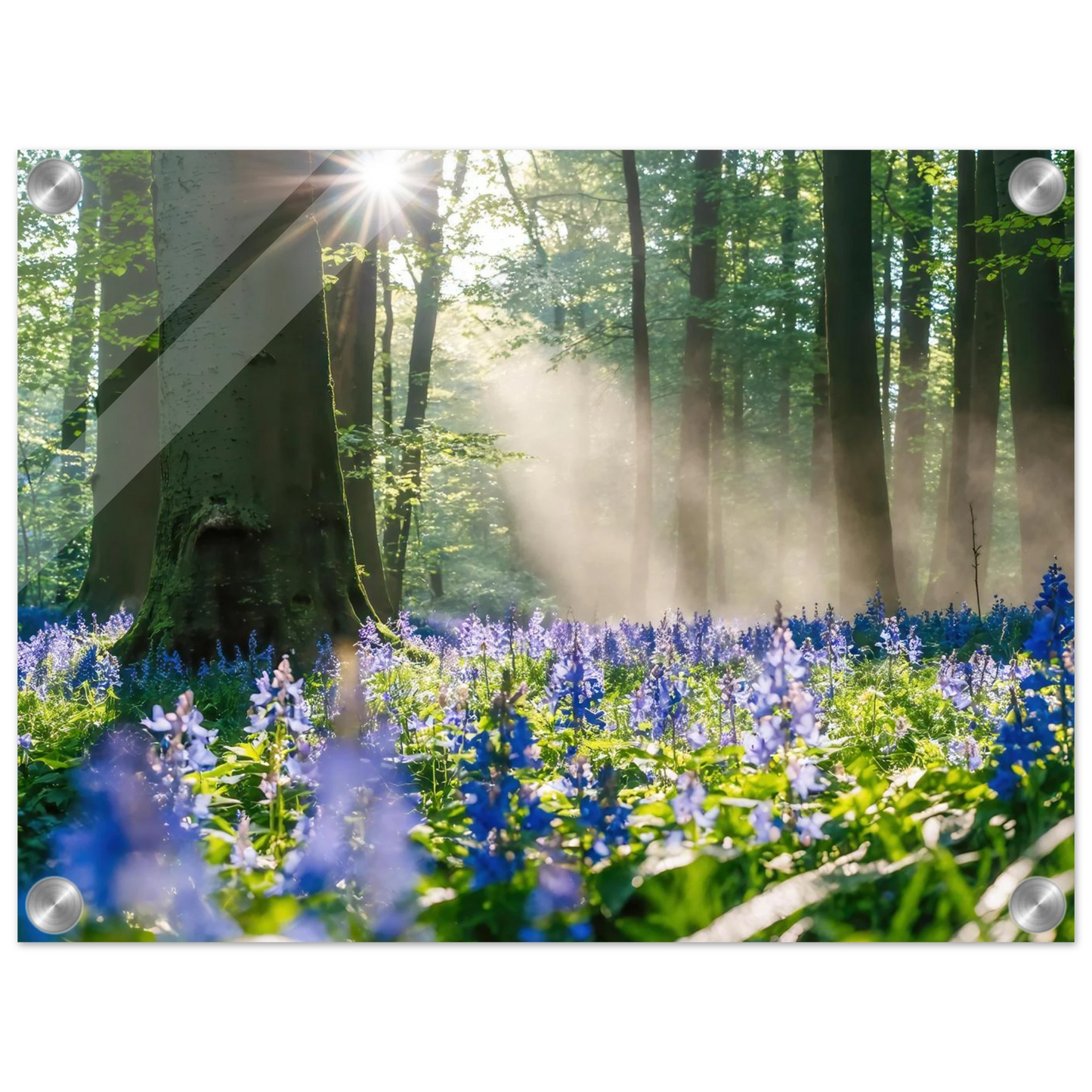 Wandbild mystische waldlichtung mit blauen glockenblumen sonnenverwoehntes naturbild in verschiedenen groessen