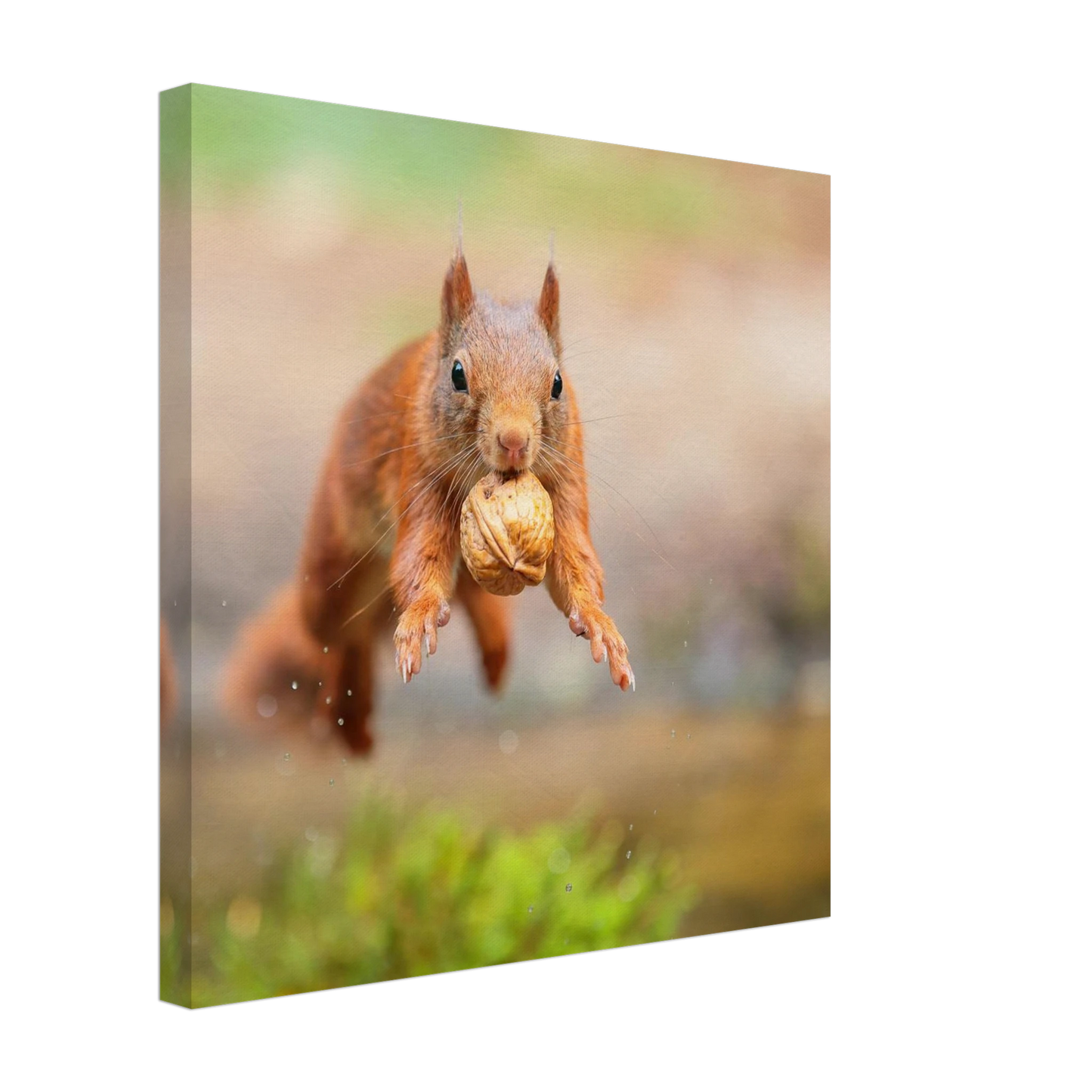 Wandbild eichhoernchens freudensprung dynamische tierkunst in leuchtenden farben