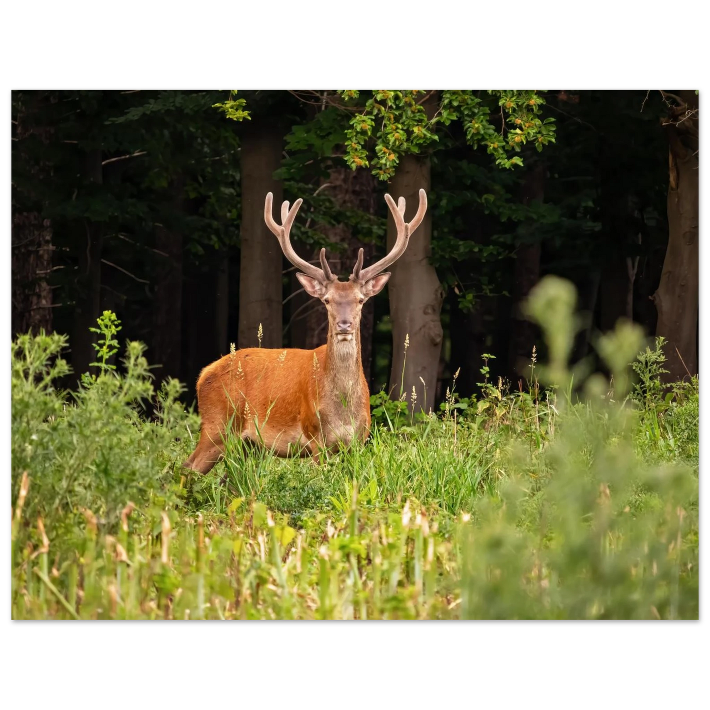 Wandbild majestaetischer hirsch im wald ein wildnis statement fuer ihr zuhause in verschiedenen groessen
