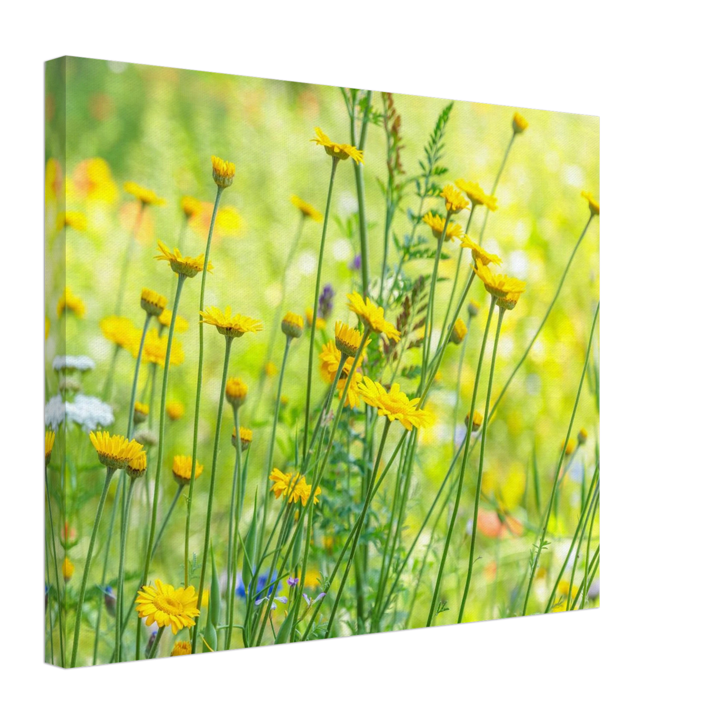 Wandbild sunshine meadow lebendiger blumen druck in verschiedenen groessen