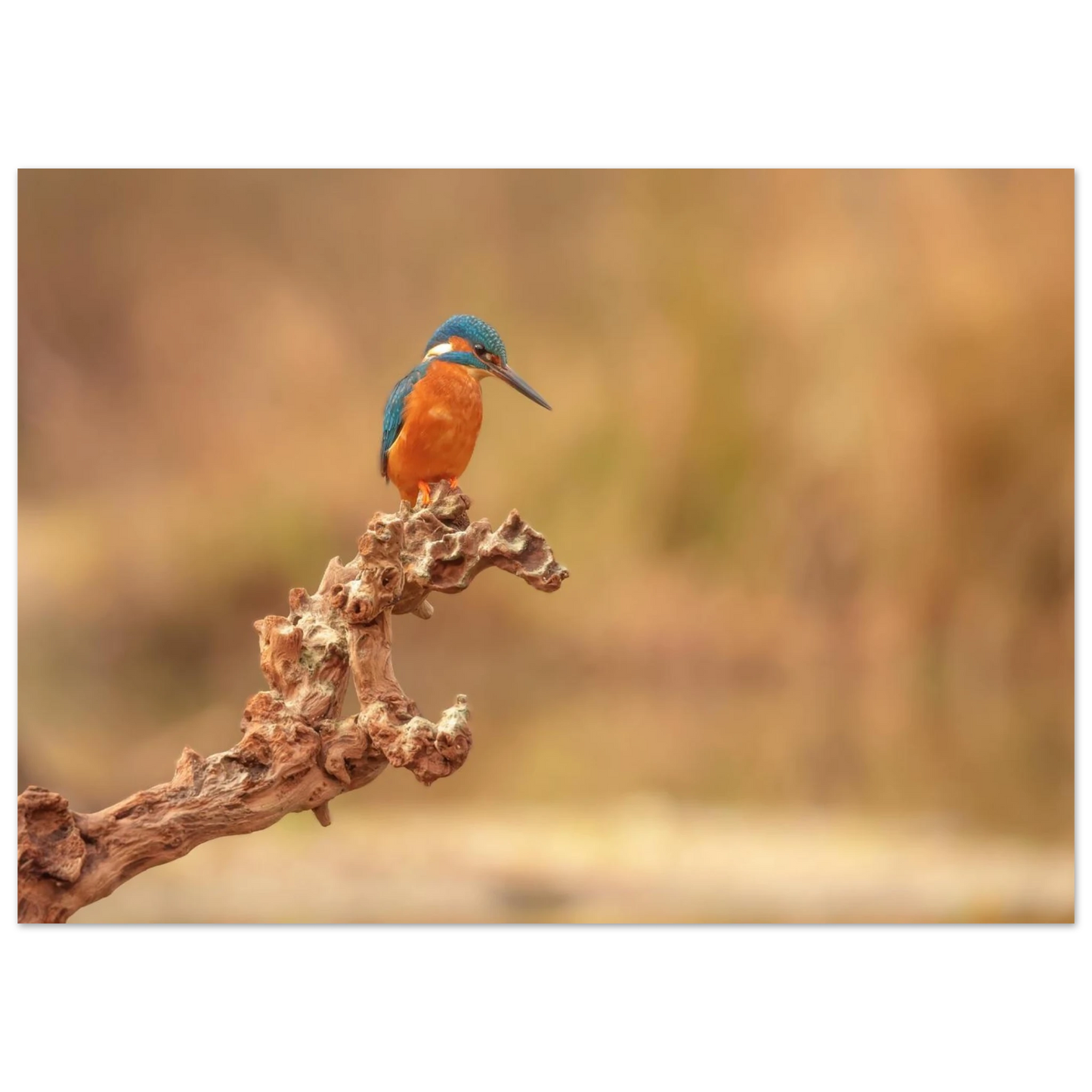 Wandbild eisvogel lebendige naturkunst fuer ihr zuhause in vielen groessen