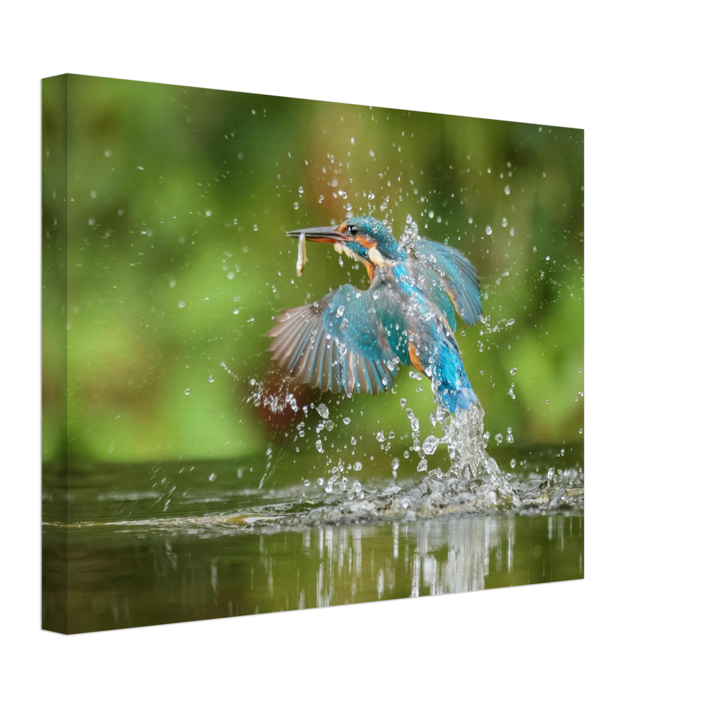 Wandbild eisvogel im sturzflug lebendige wildtierkunst fuer ihr zuhause