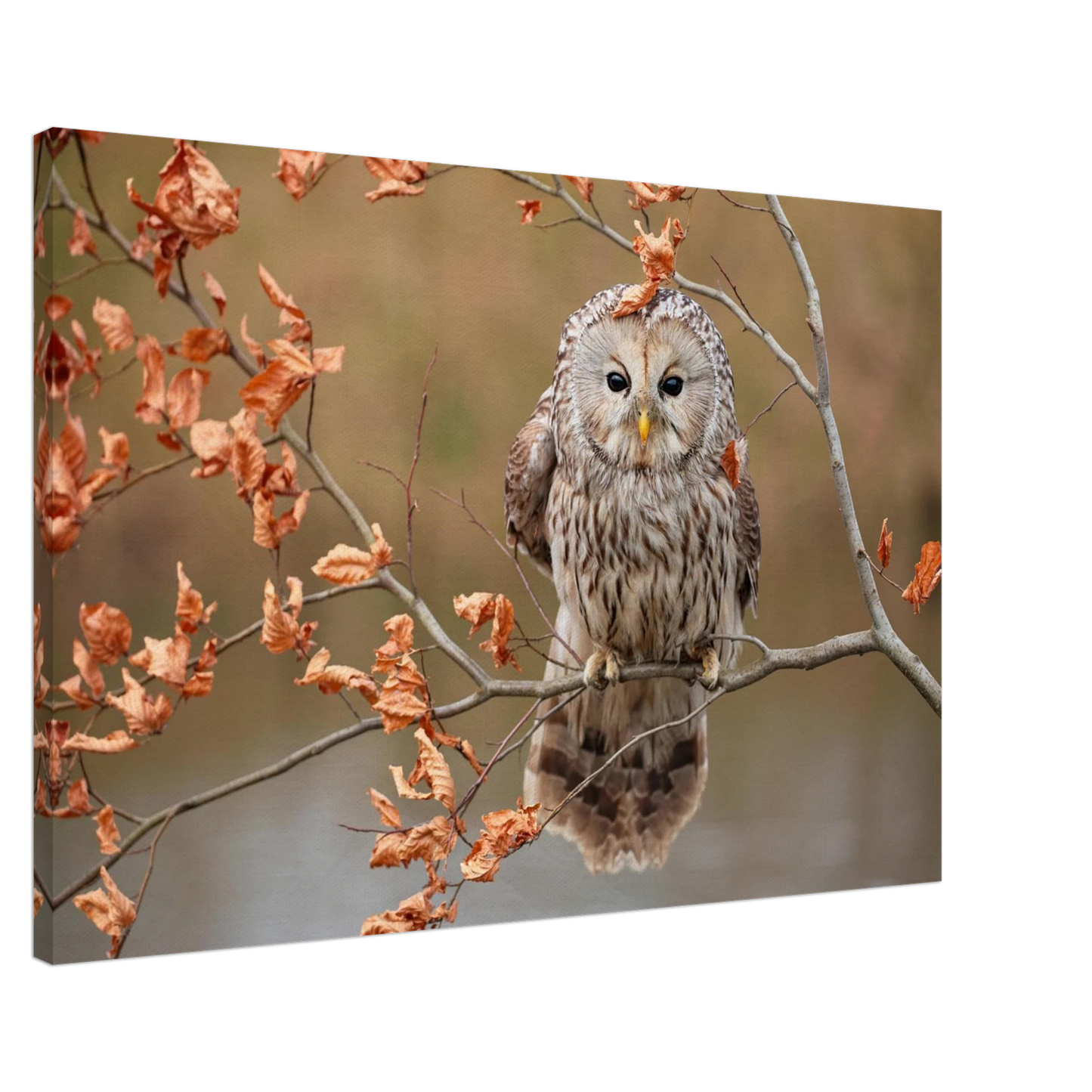 Wandbild majestaetische eule im herbstlaub einblick in die wildnis in verschiedenen groessen